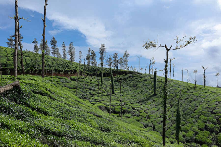 With Coorg Honeymoon Tour, Step into Never-Ending Happiness