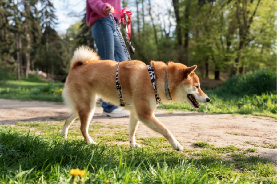 Pet-Friendly Hotels in Dalhousie: Your Perfect Mountain Escape