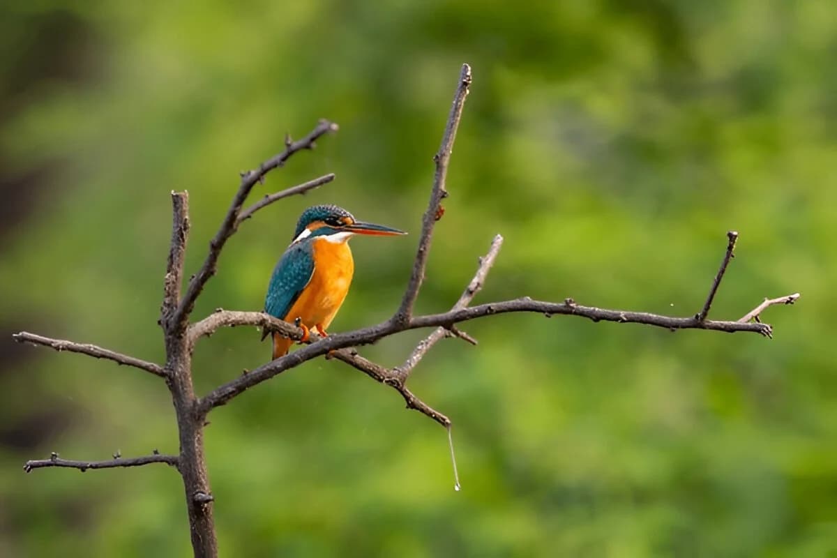 Goa National Park