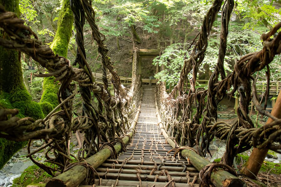Living Root Bridge