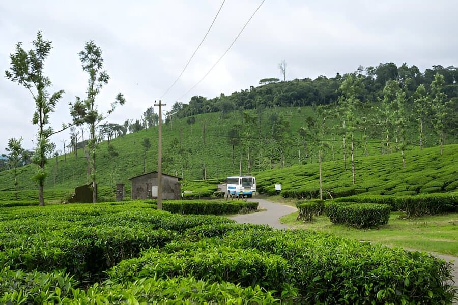 Nelliyampathy