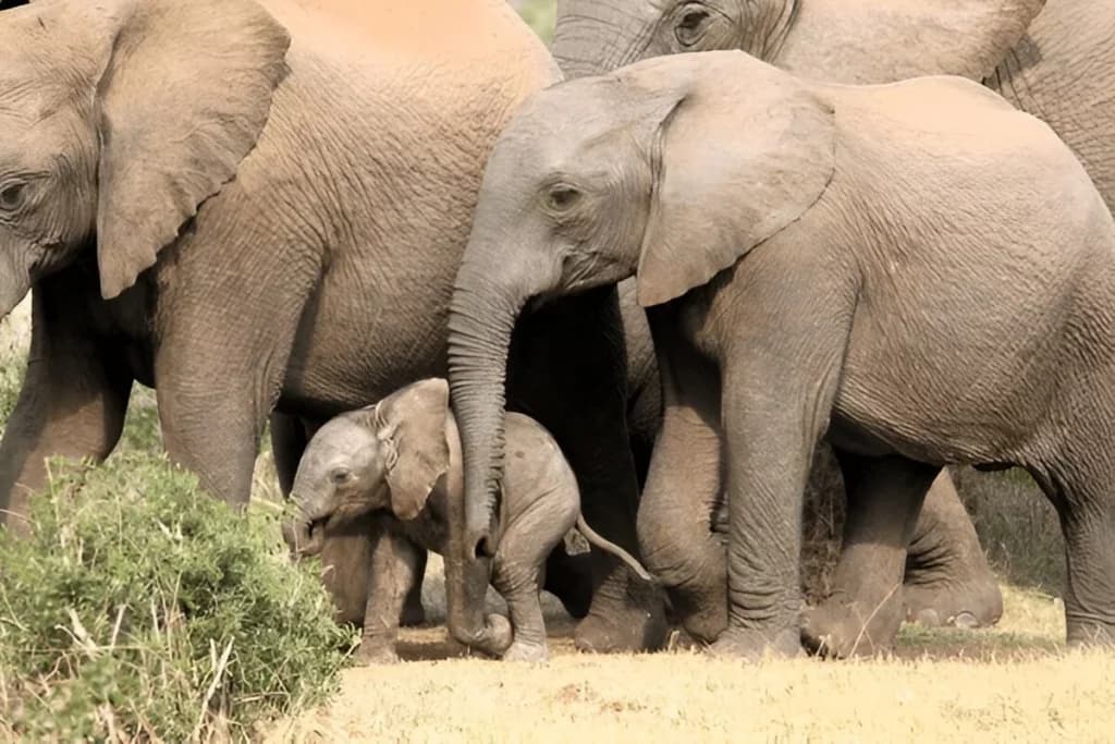 Addo Elephant National Park