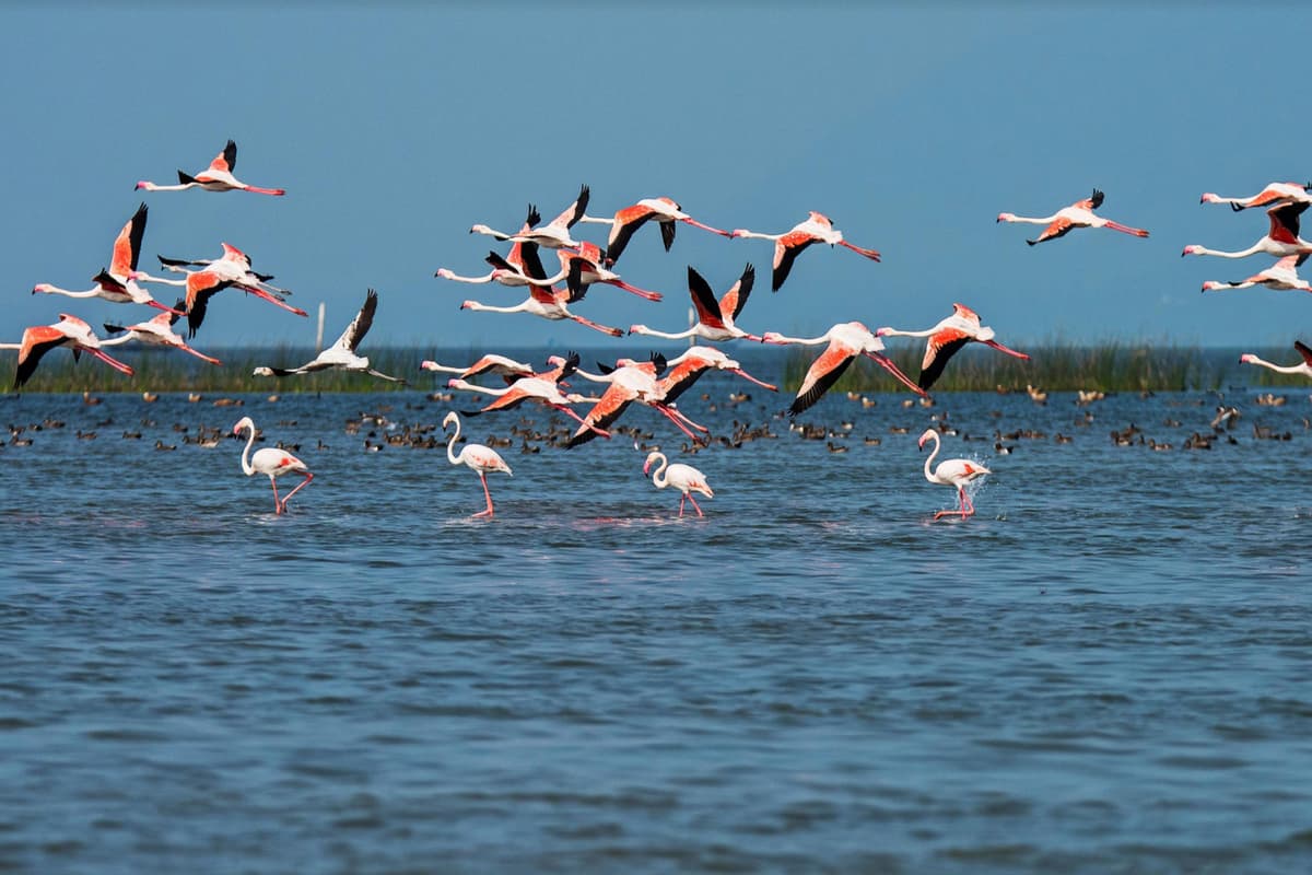 Chilika Lake, Odisha
