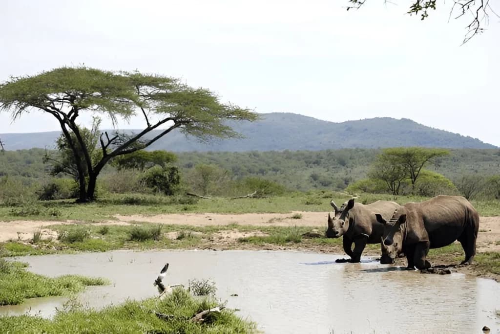 Hluhluwe-iMfolozi Park