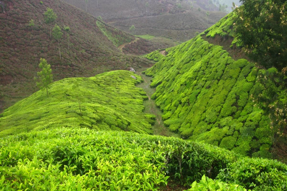 Kerala in January