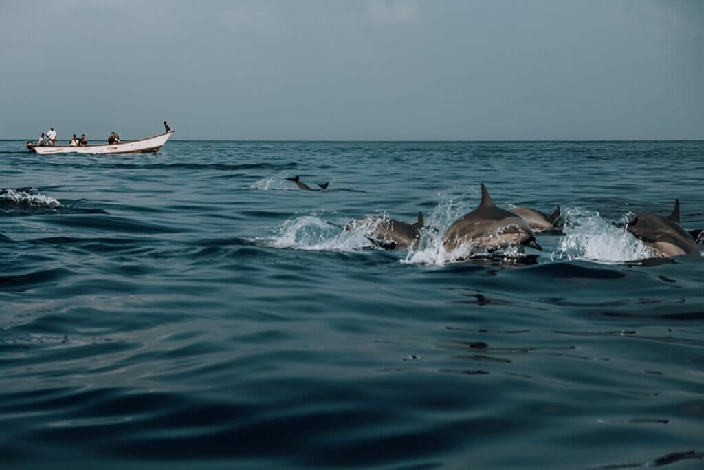 Dolphin Watching Tours