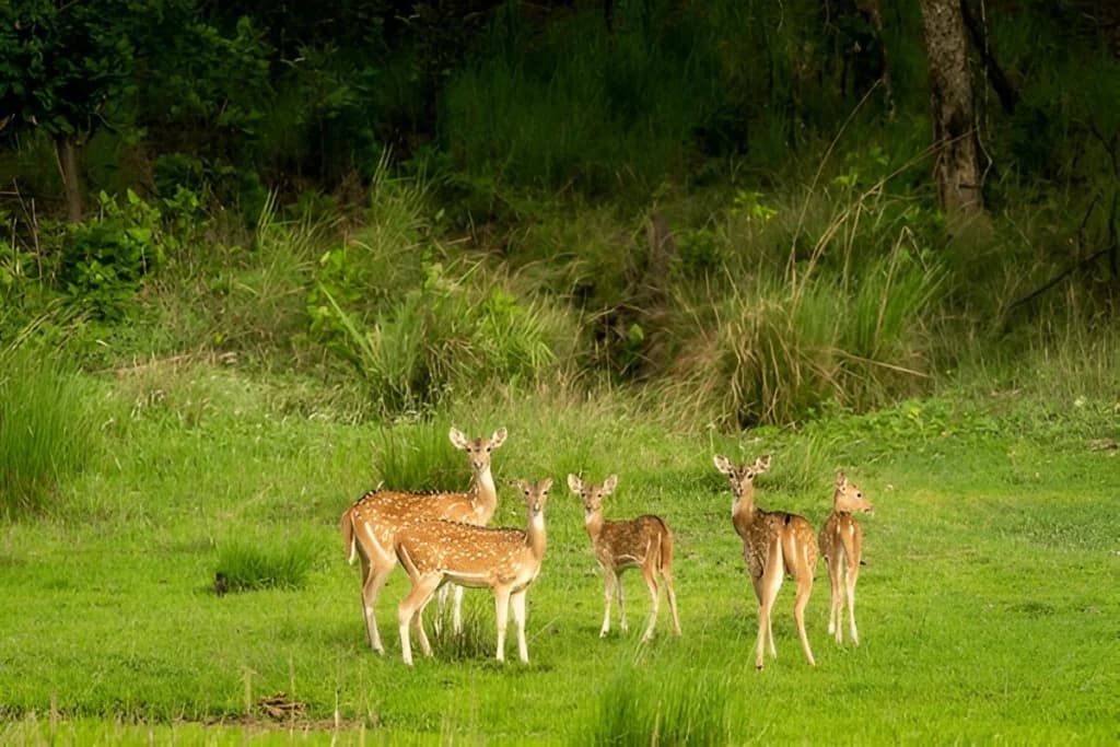 Dudhwa National Park