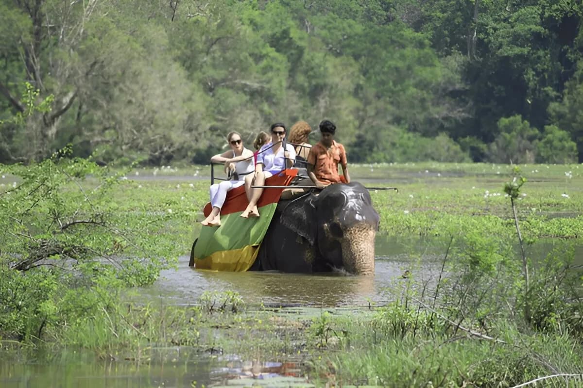 Elephant Safari Sri Lanka