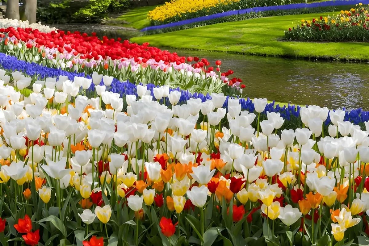Keukenhof Garden