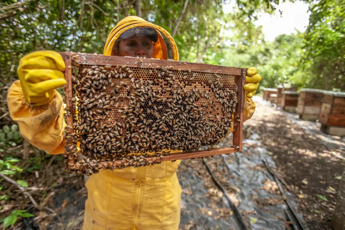 Honey Bee Farm Malaysia