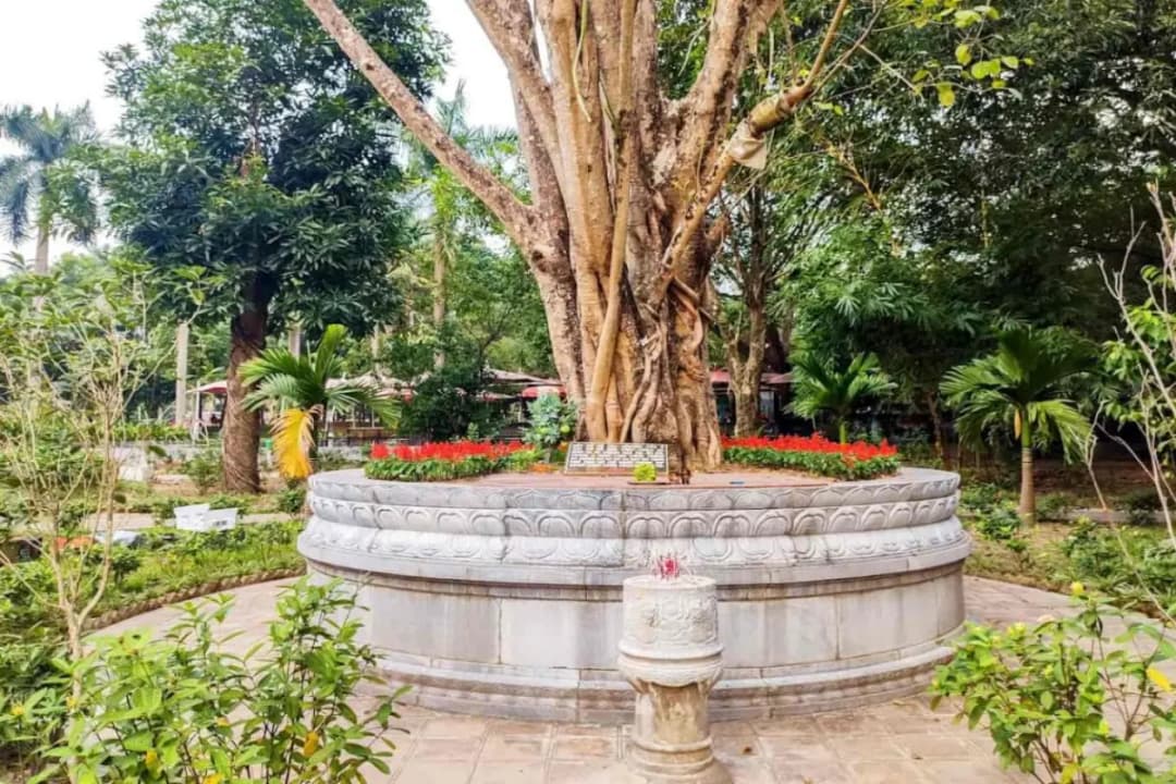 The Bodhi Tree