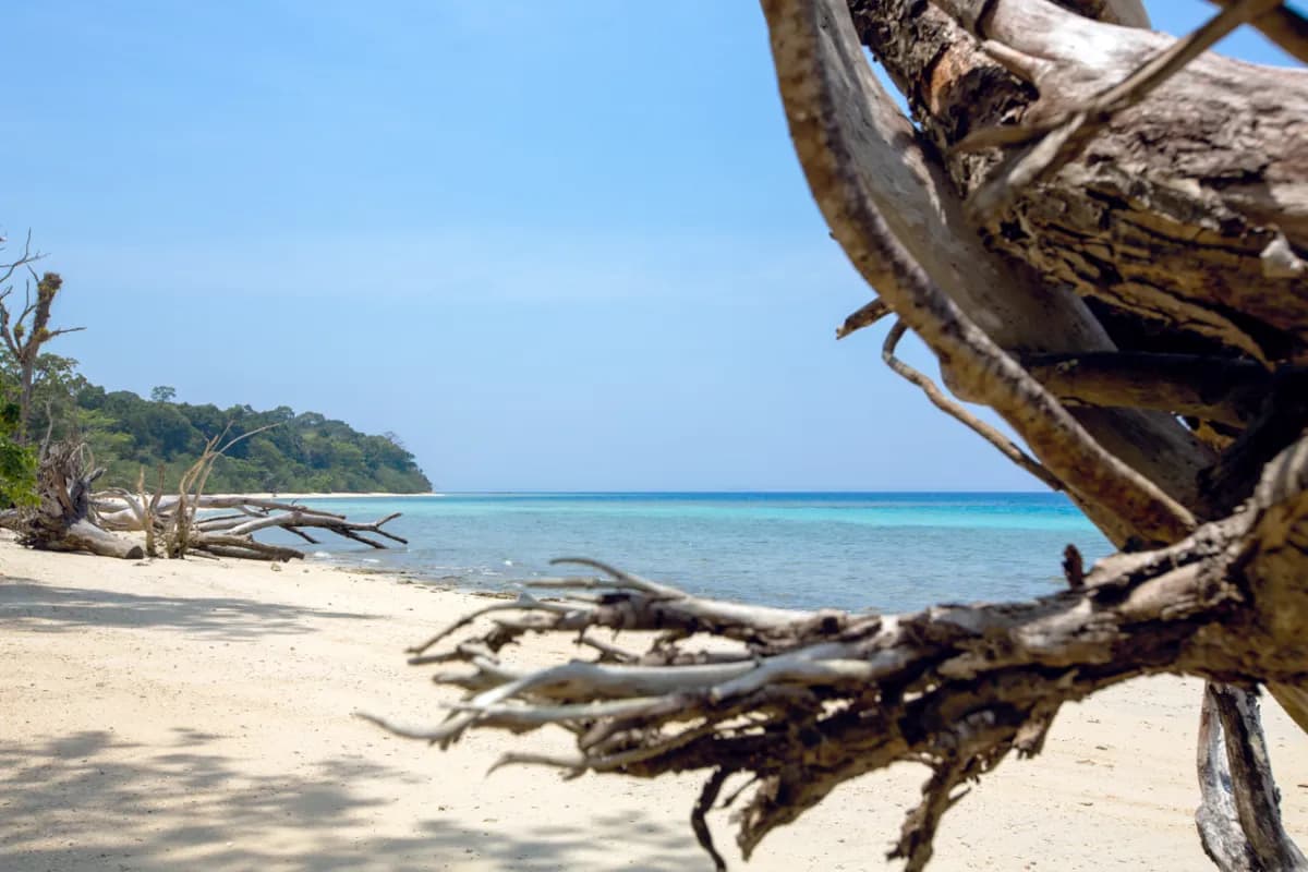 Elephant Beach