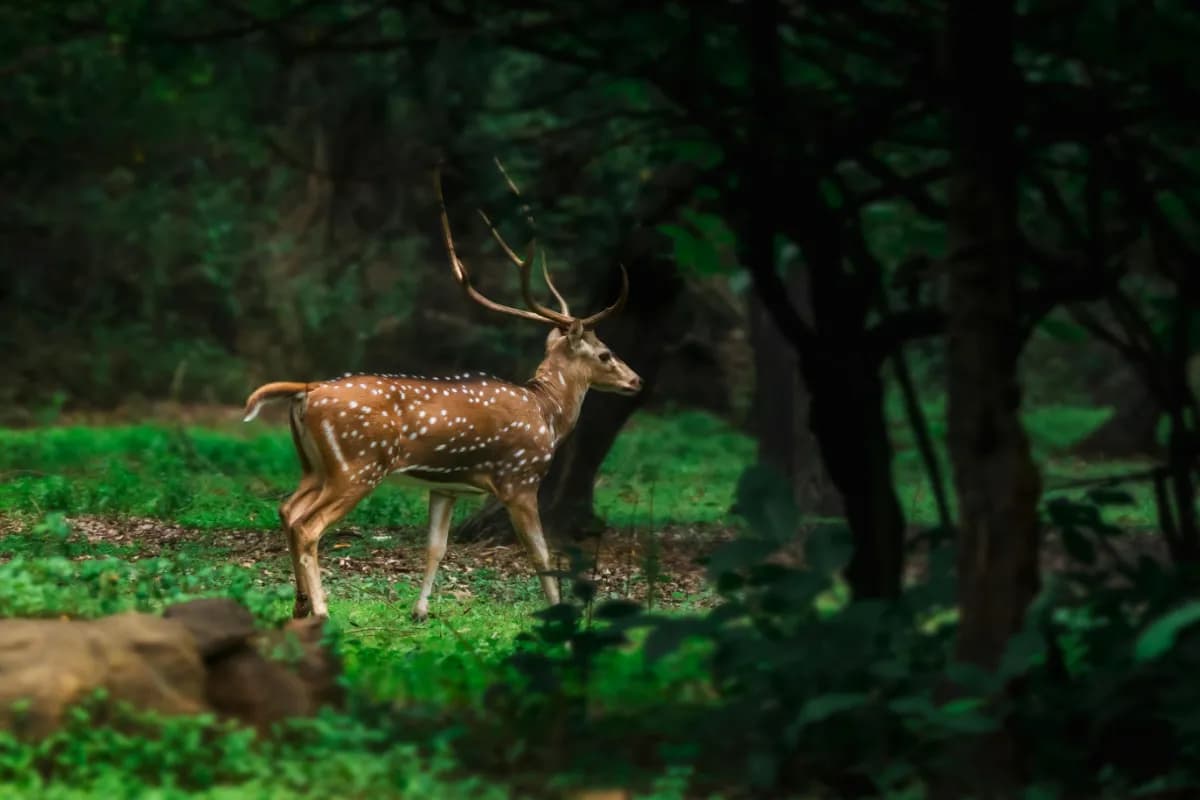 Kanchula Korak Musk Deer Sanctuary
