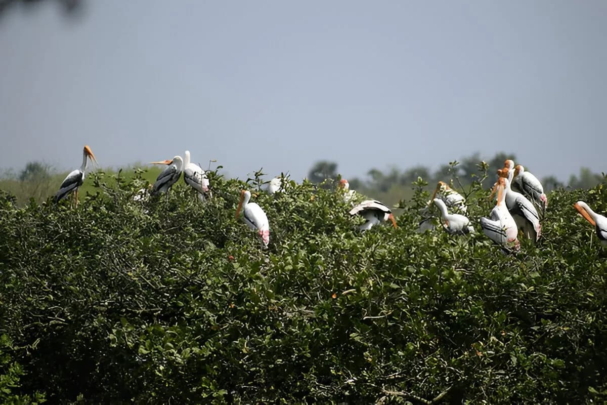 Pitti bird sanctuary