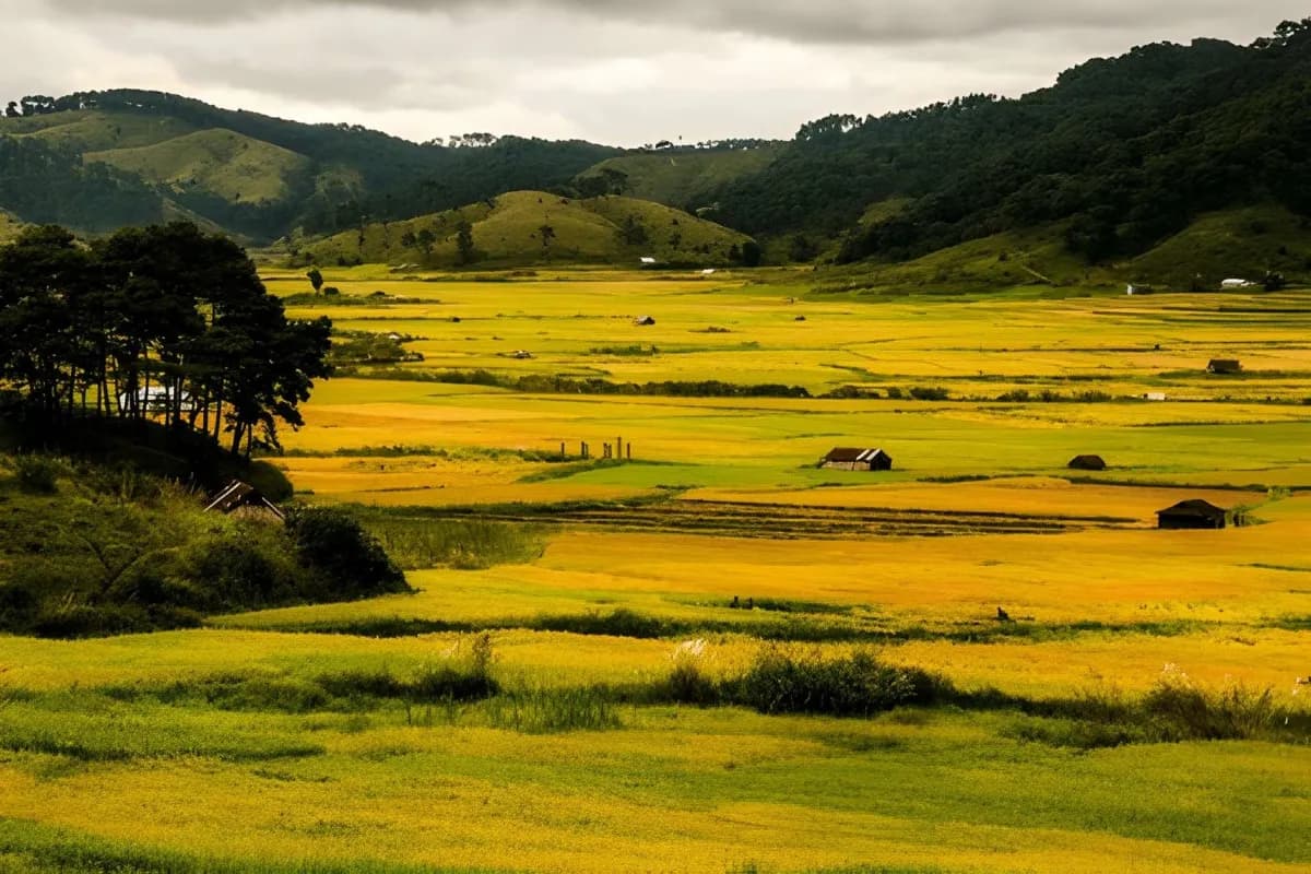 Paddy field of Jowai
