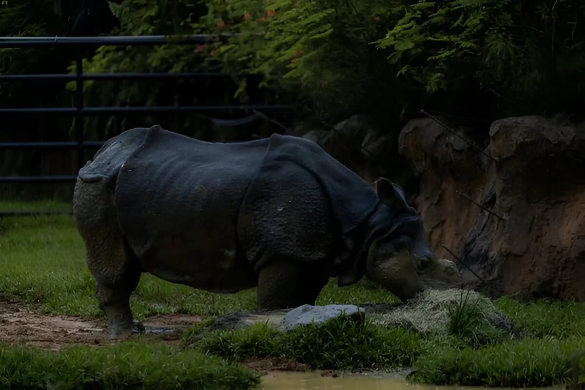 Night Safari Singapore
