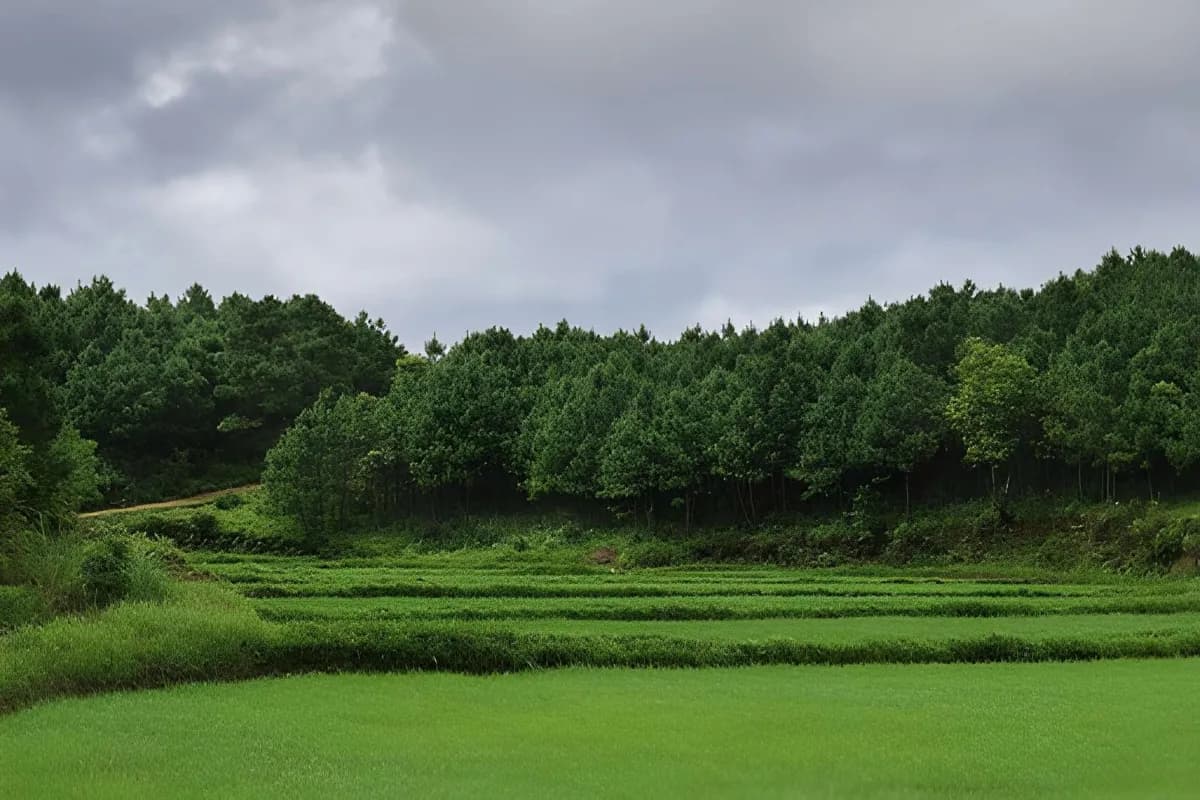 Paddy fields near Tyrshi Falls, near Jowai