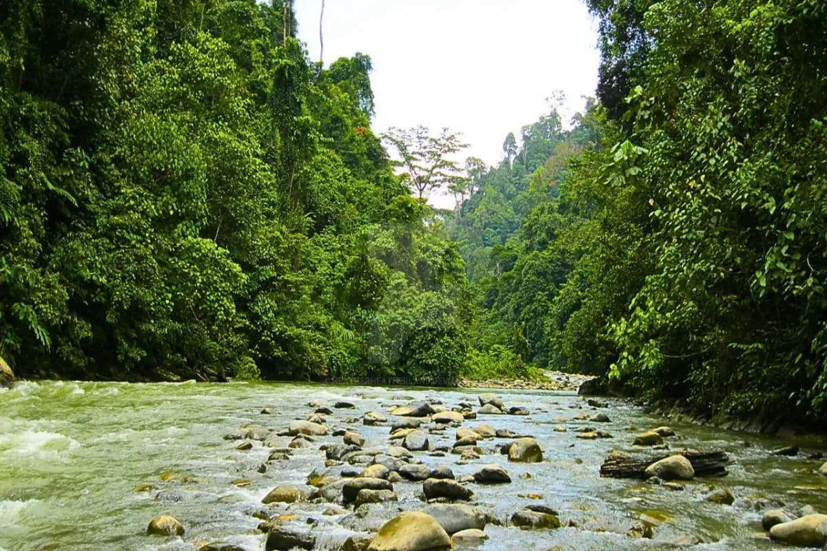 Image of Ayung River in Bali