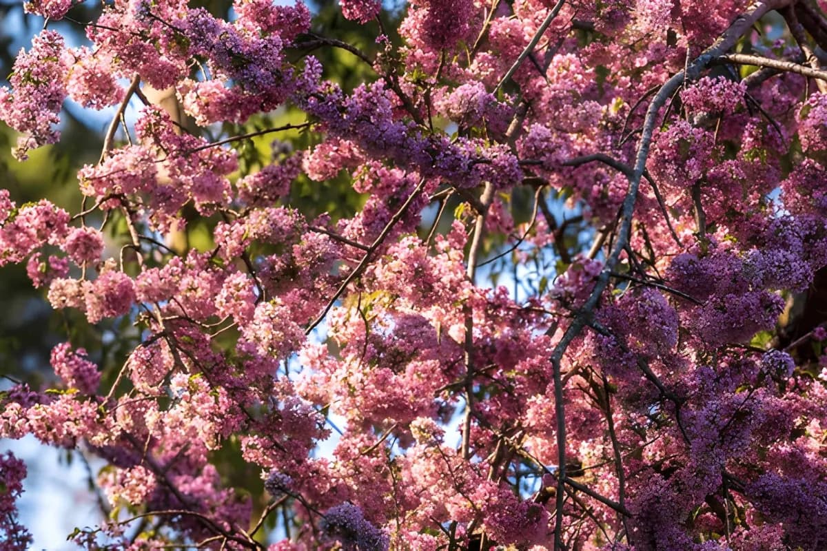 Cherry Blossom Flowers