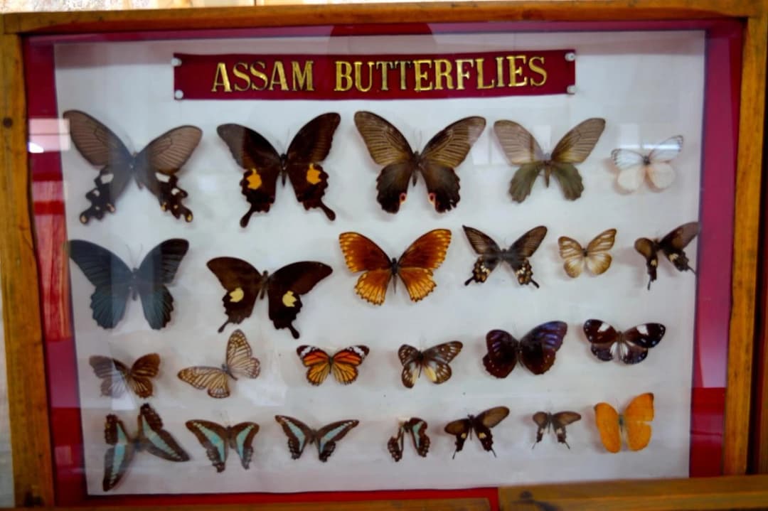 Butterfly Museum & Mini Museum