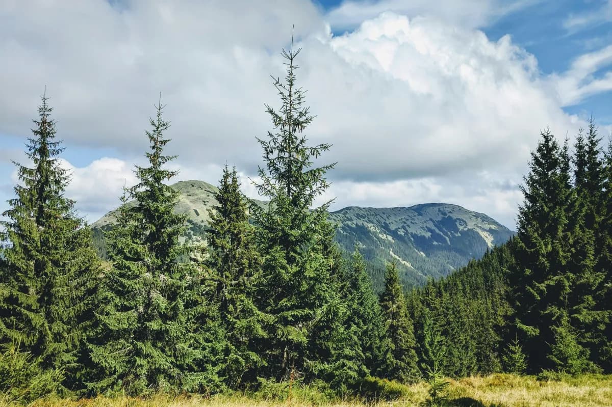 Barog Pine Forests