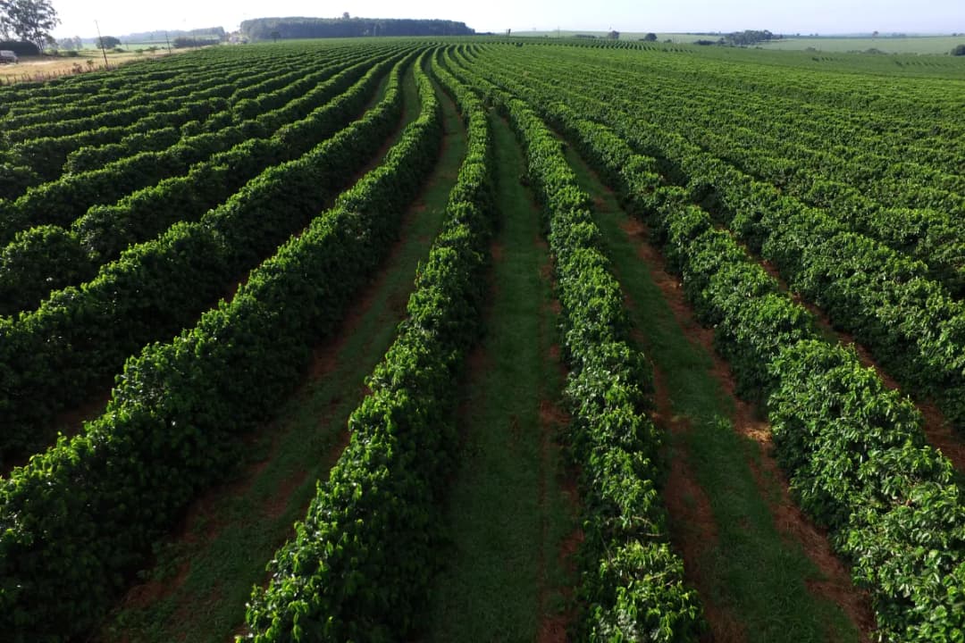 Bali Pulina Coffee Plantation
