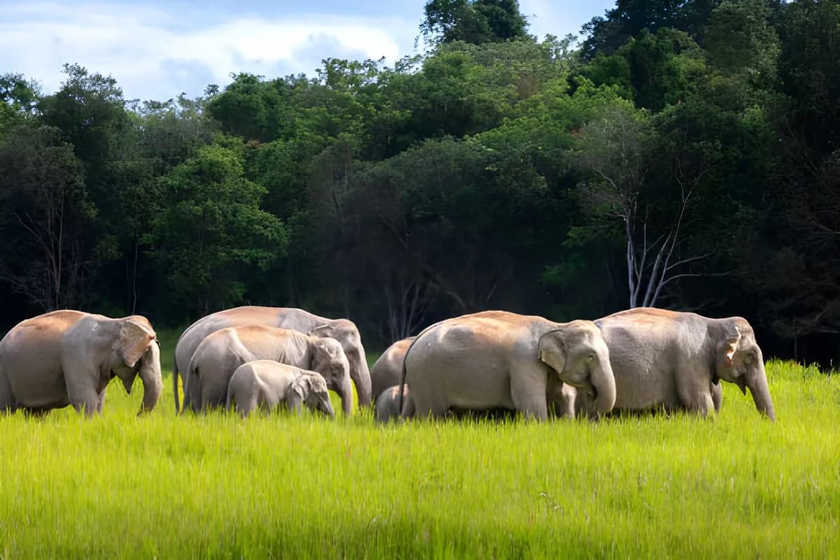 Khao Yai National Park