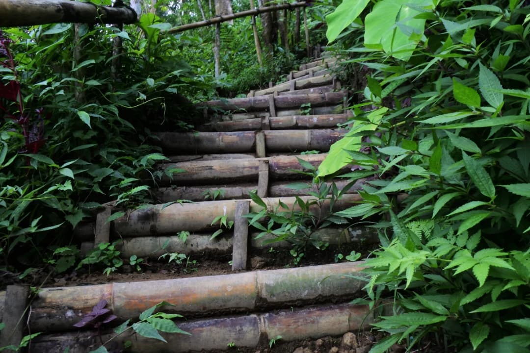 Jungle Stair Path