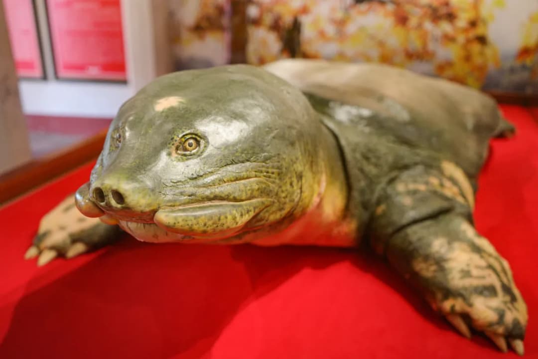 Preserved Giant Turtle Display