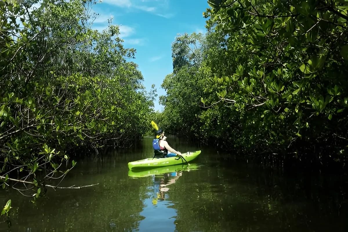 Kayaking Through Mangroves