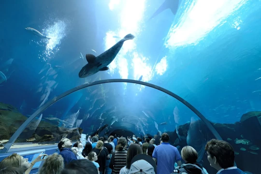 Ocean Voyager Tunnel