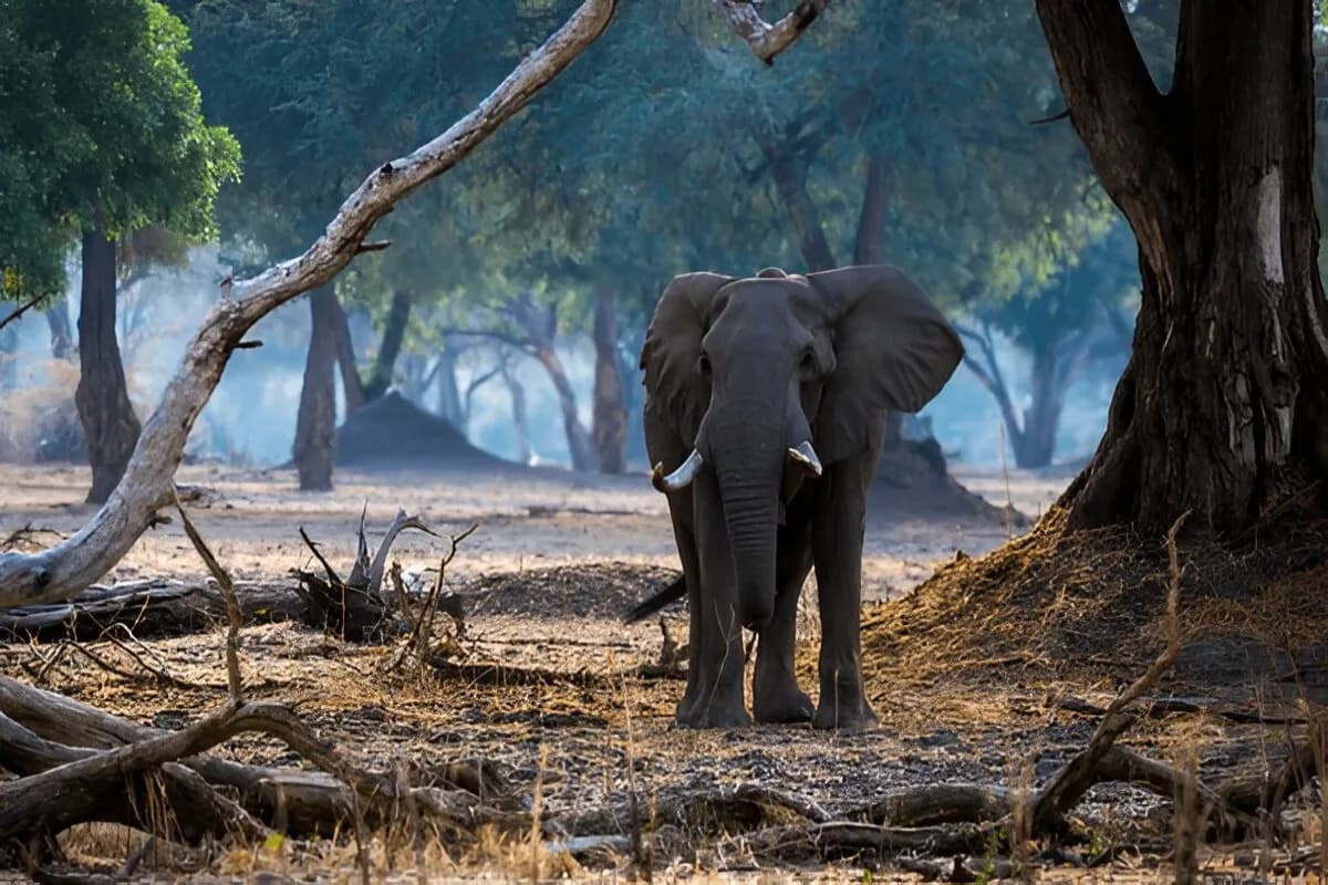 Royal Manas National Park