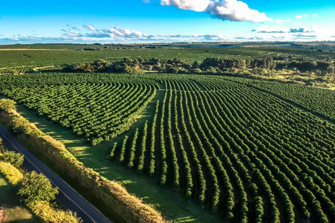 Munduk Moding Plantation