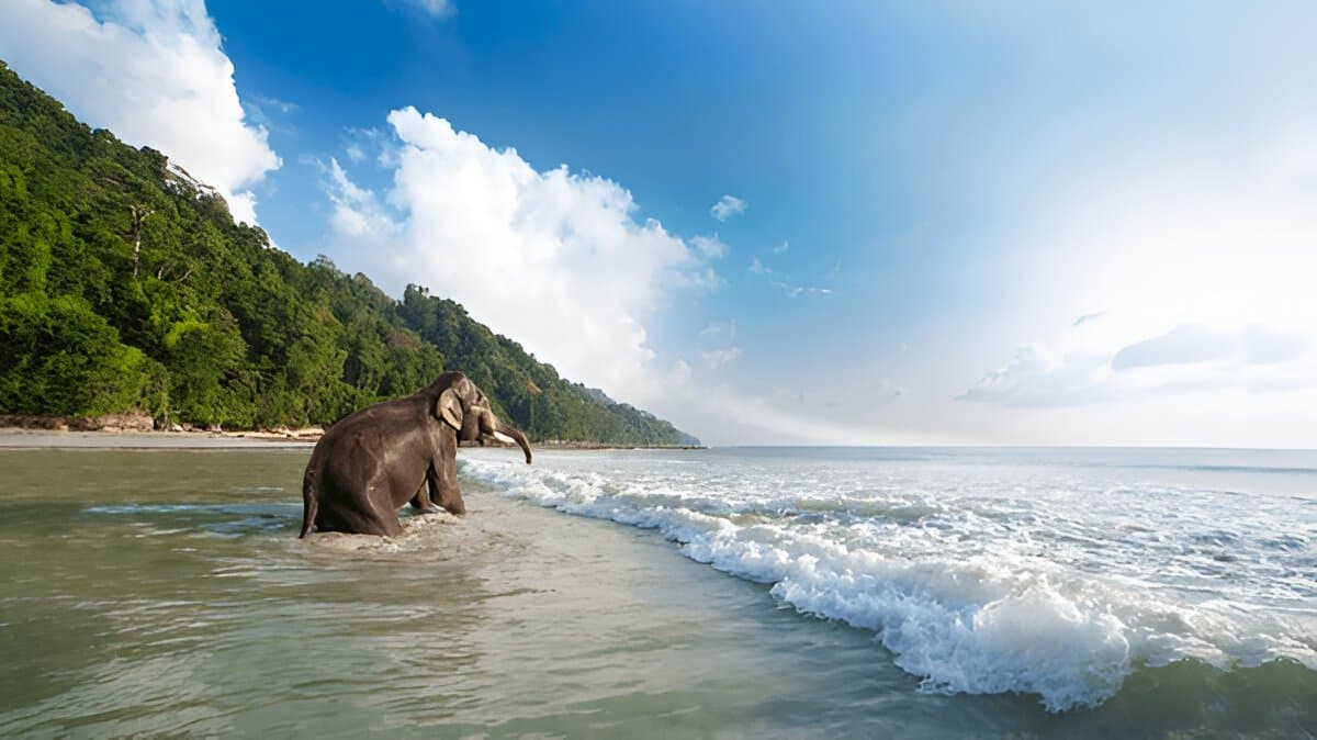 Elephant Beach