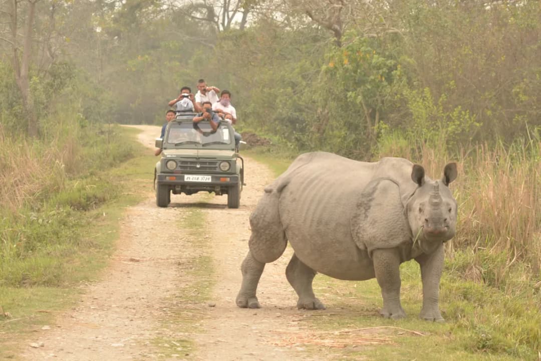 One-horned Rhino Sightings