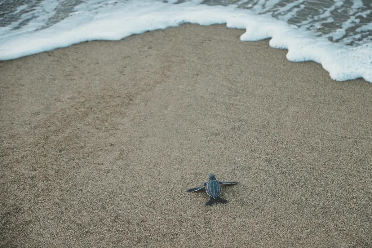 Turtle Sanctuary Beach