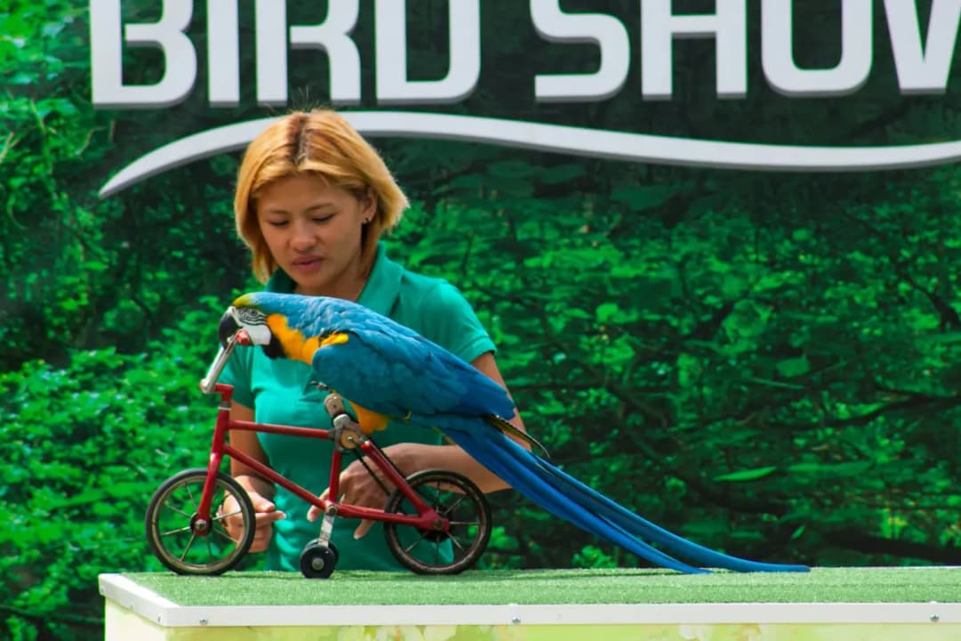 Exotic Bird Show