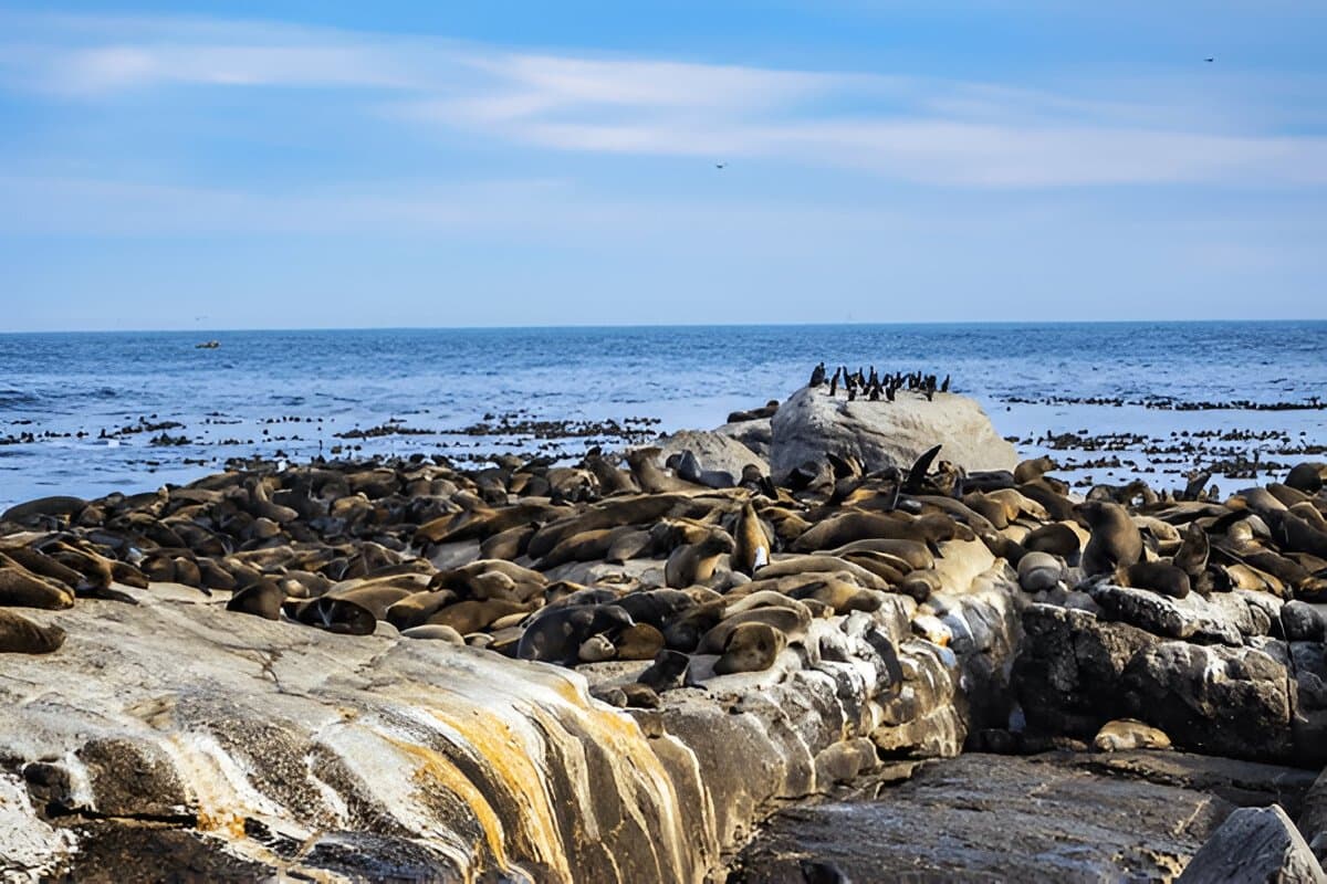 Seal Island