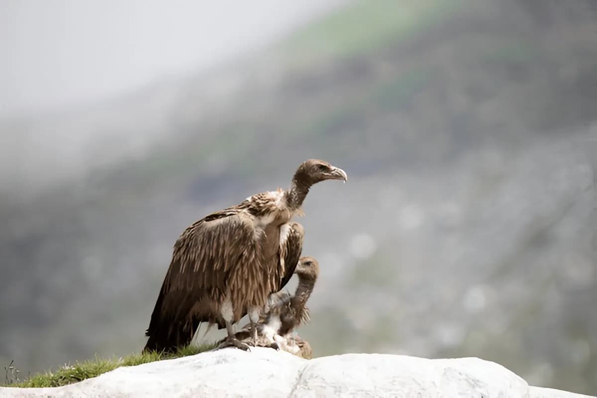 Manali Wildlife Sanctuary