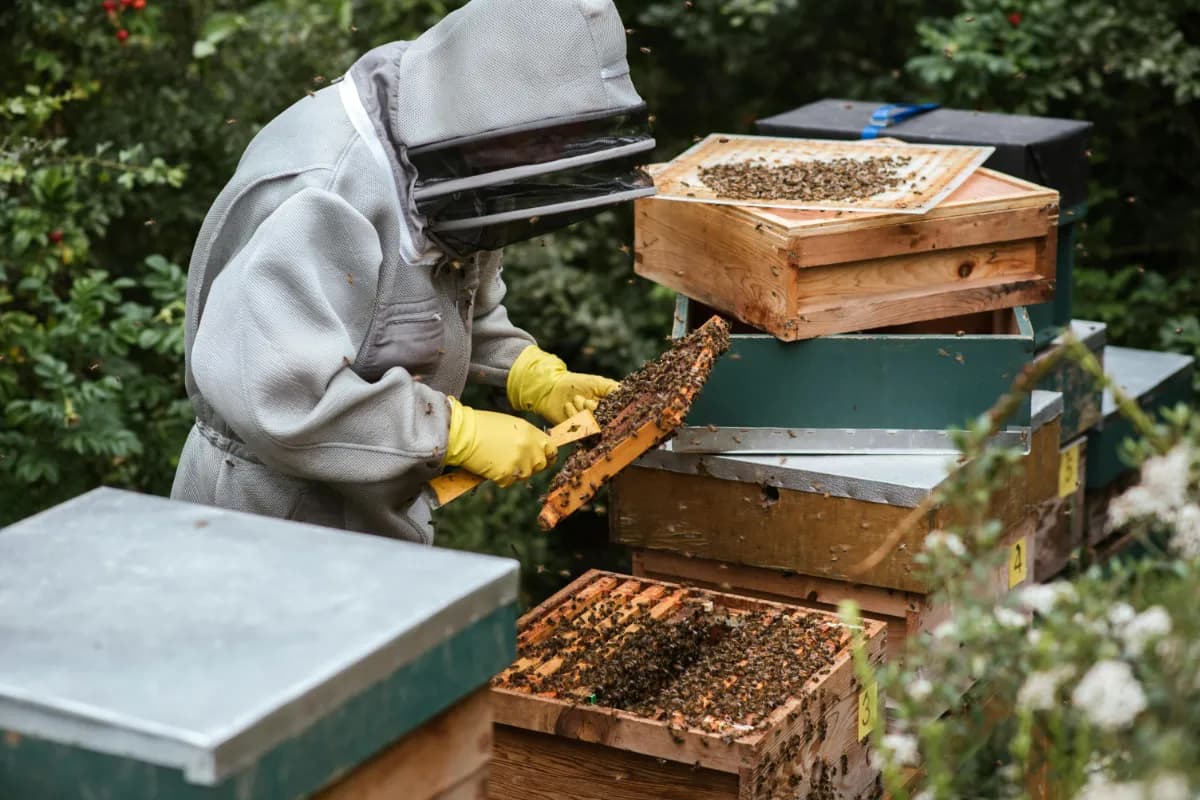 Honey Bee Farm Malaysia
