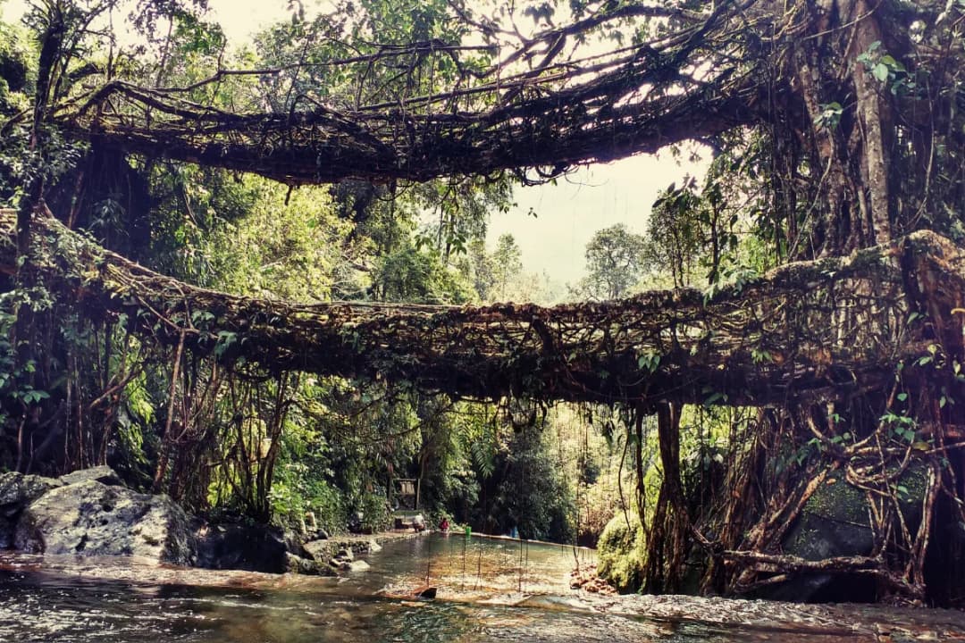 Double Decker Root Bridge