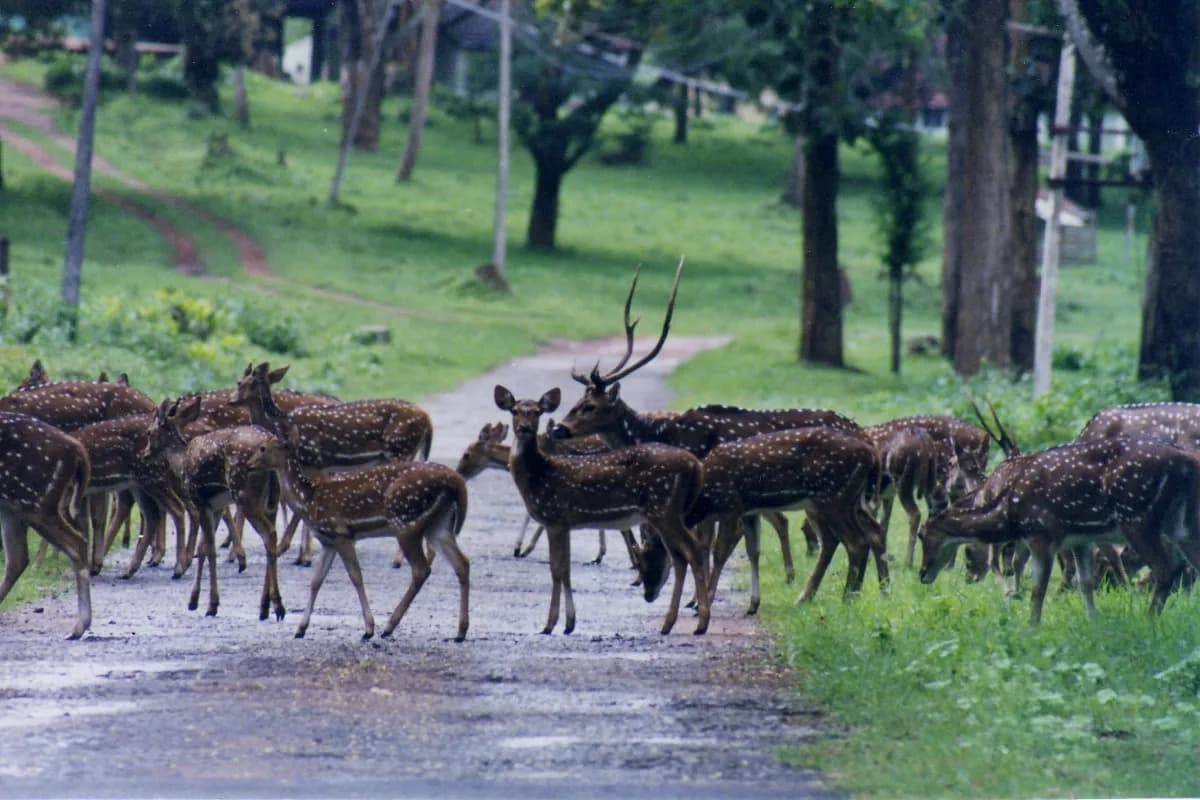 Deer Sanctuary