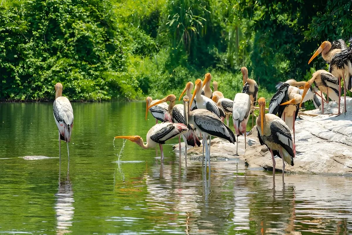 pitti bird sanctuary