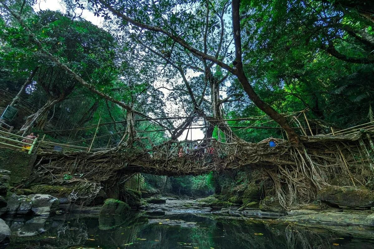 Riwai Living Root Bridge in lush forest setting
