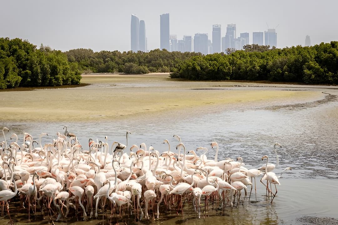 Flamingo Hide Viewing Point