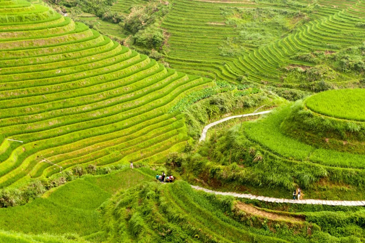 Rice Terraces in sapa