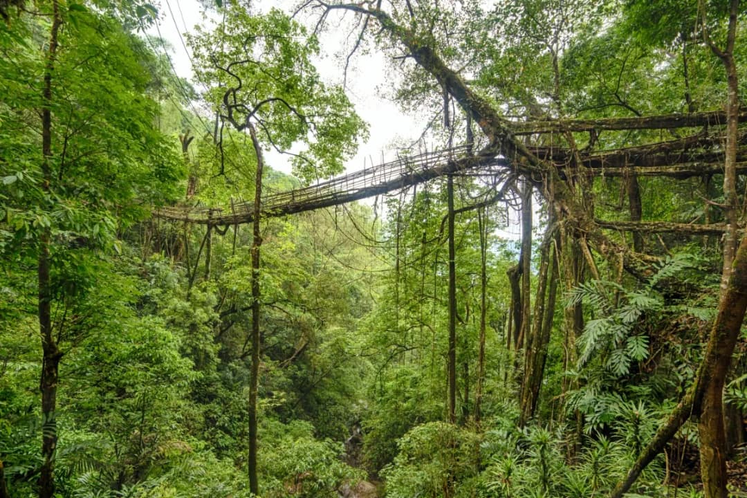 Hanging bridges on the trail