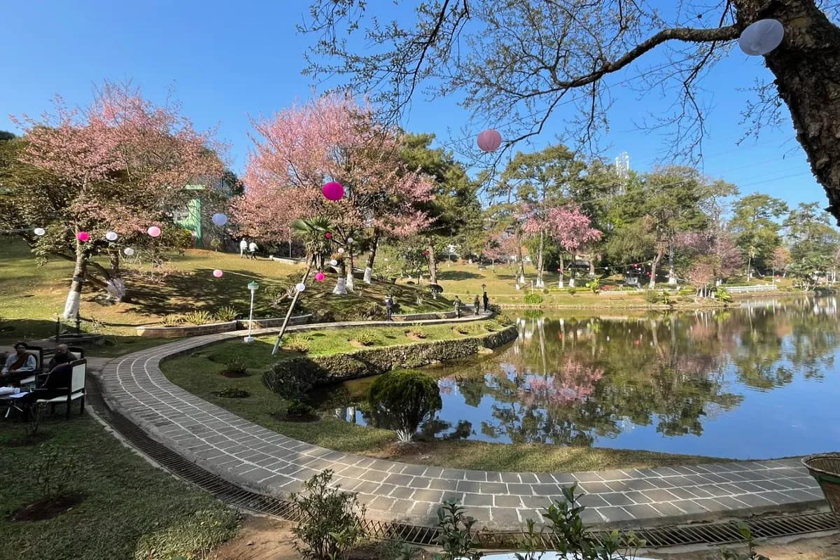 Cherry Blossom at Ward's Lake