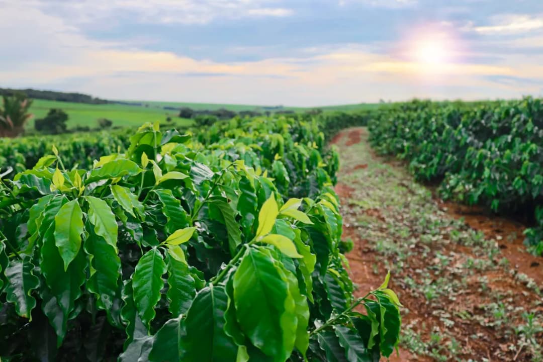 Wanagiri Coffee Plantation