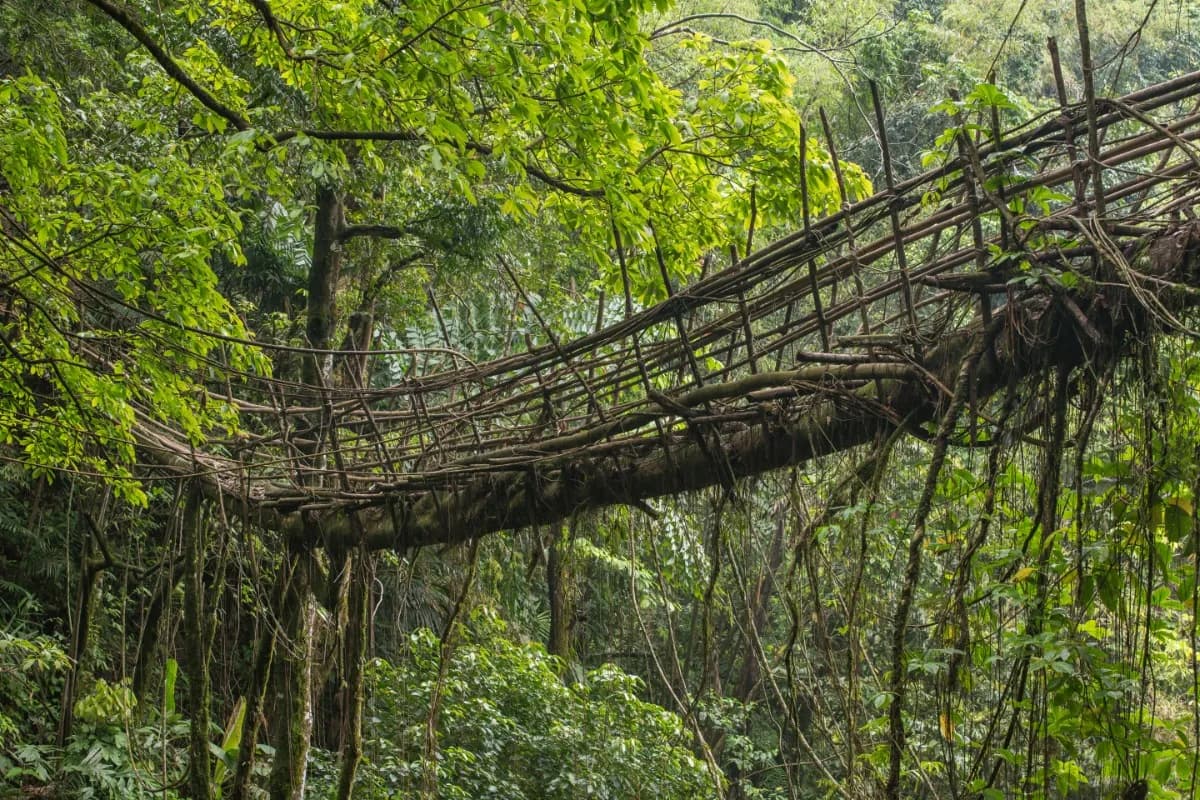 Double Decker Living Root Bridge View